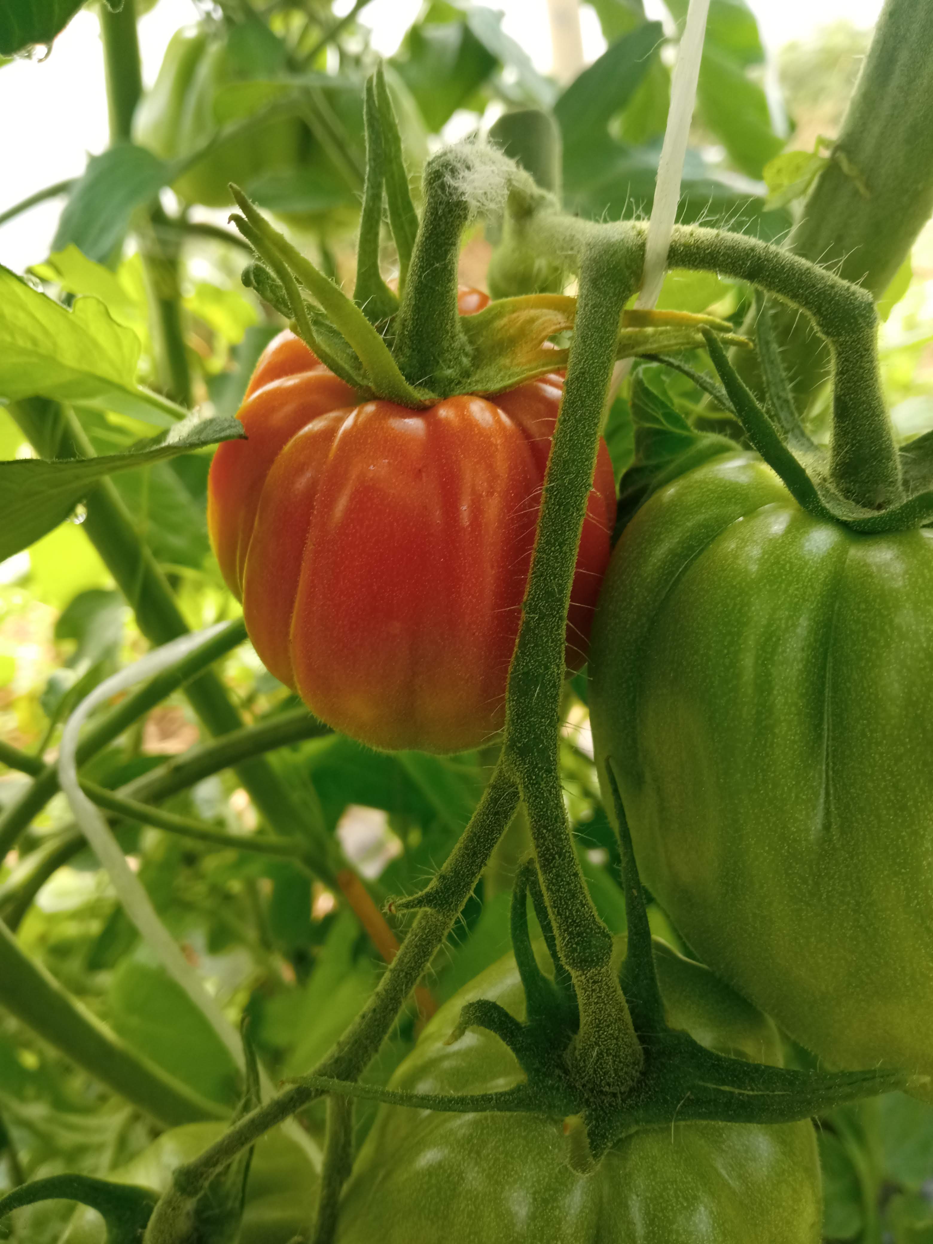 Frisch geerntetes Gemüse
